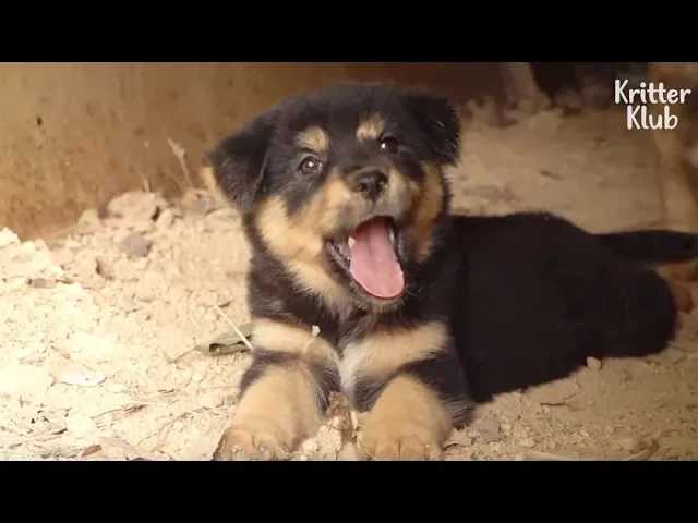 disabled mother dog s sacrifice let her puppies grow up like now (part 2) | kritter klub